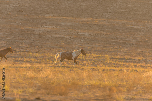 Wild Horses at Sunset in the Desert