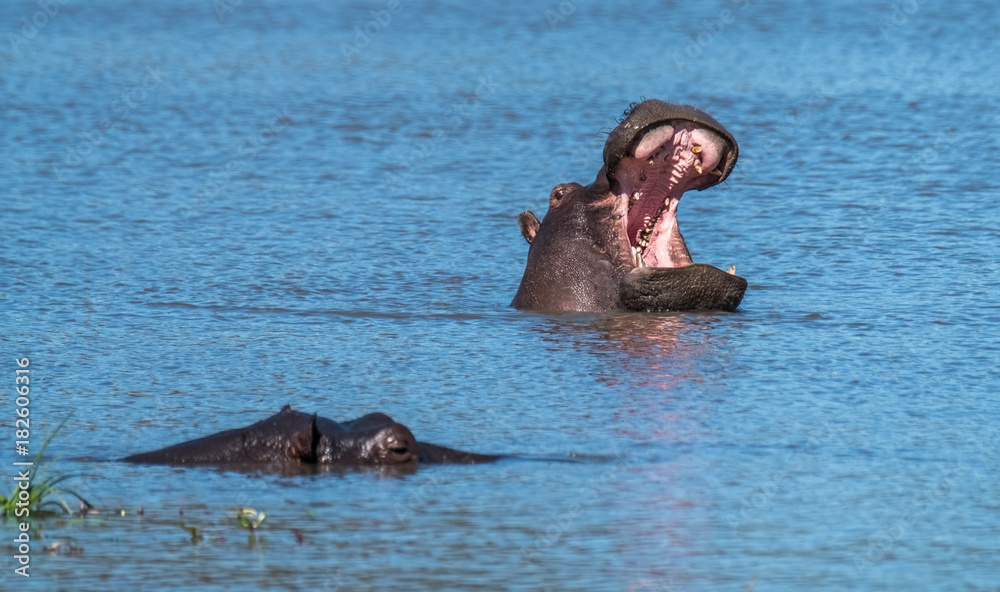 Fototapeta premium Hippo pool, Moremi Game Reserve, Okavango Delta, Botswana