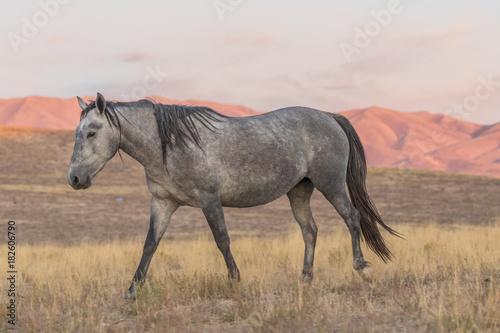 Wild Horse at Sunset in the Desert