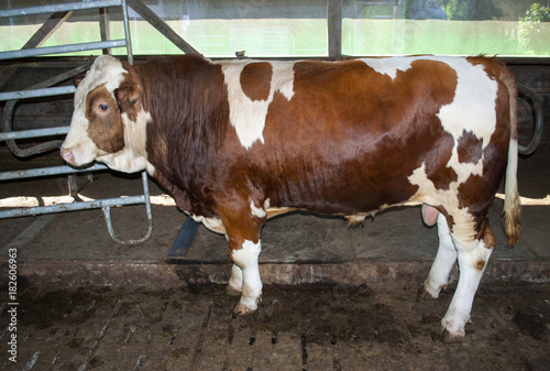 Bulle steht im Kuhstall auf Bauernhof