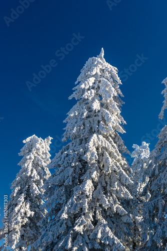 Snow on the forest tree