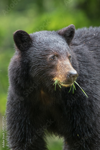 A young black bear chewing grass
