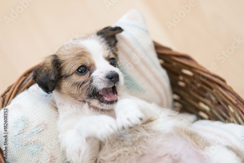 adorable cute puppie lying down in basket