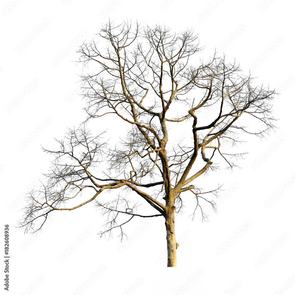 Fototapeta premium Dead tree isolated on white background