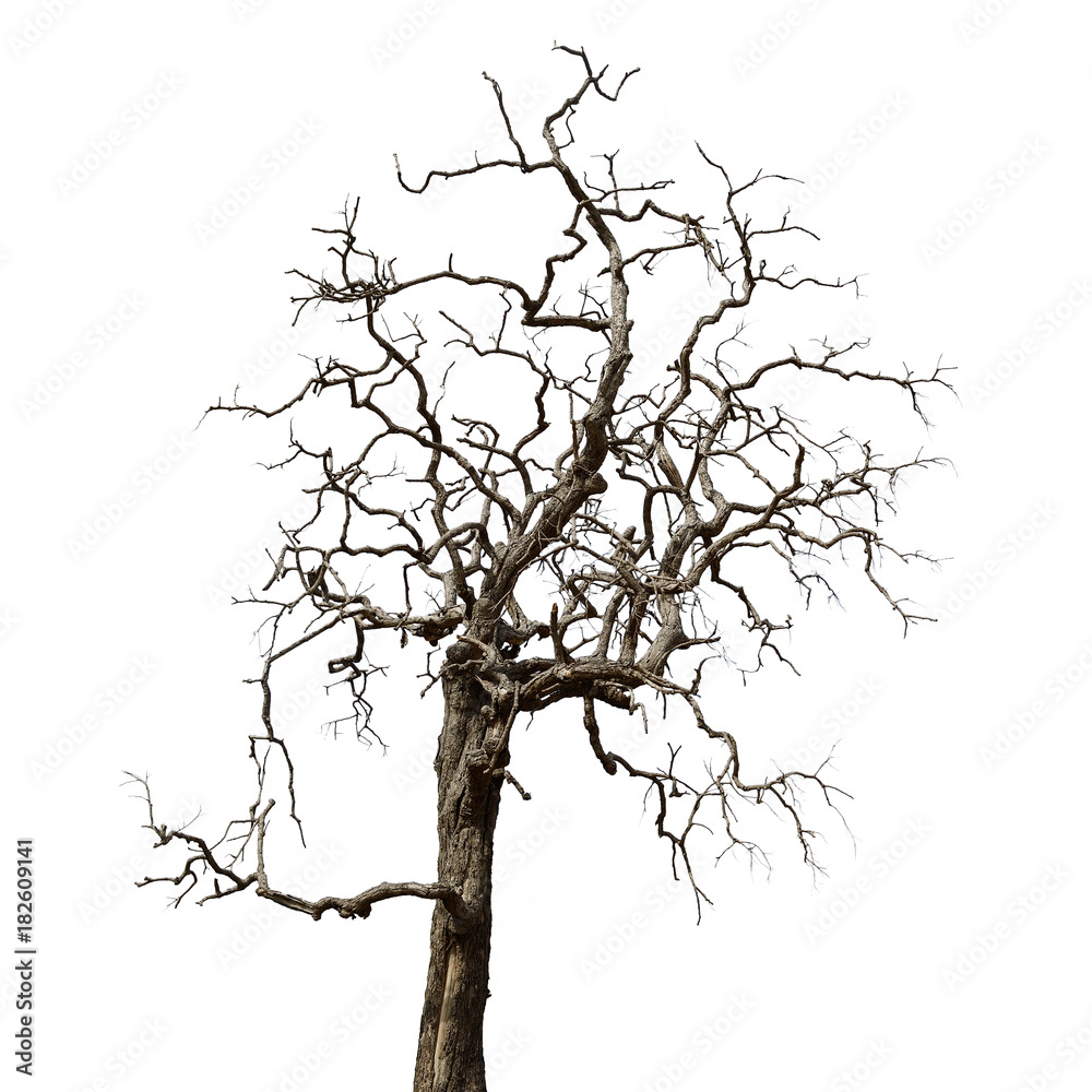 Fototapeta premium Dead tree isolated on white background