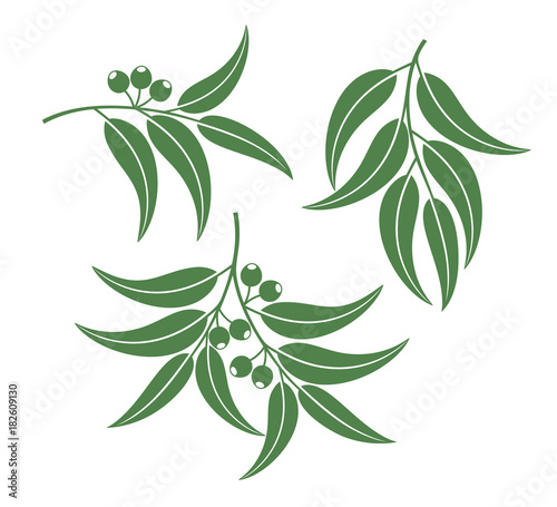 Eucalyptus set. Isolated eucalyptus on white background