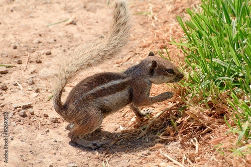 Chipmunk on the Canary Islands in Morro Jable town