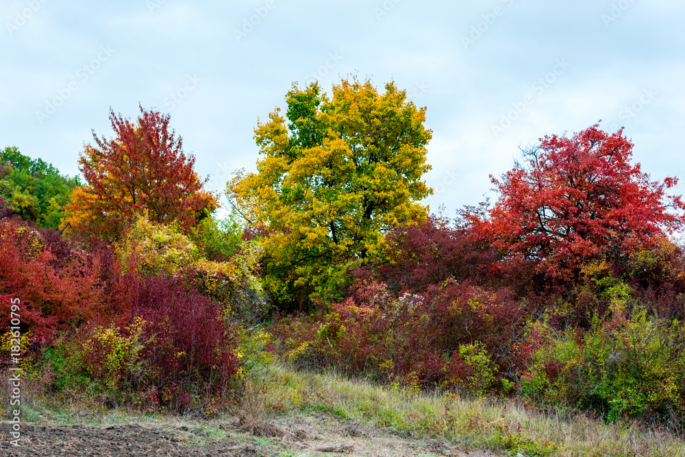 Naklejka premium Autumn landscape