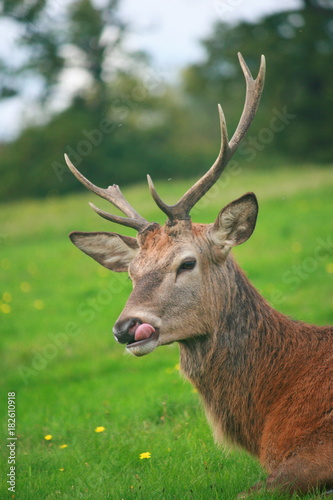 Stag with tongue sticking out