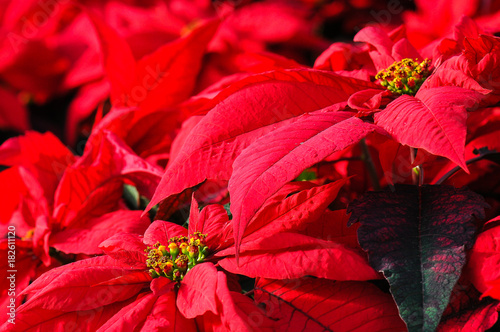  Red poinsettias 