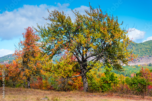 Fototapeta Naklejka Na Ścianę i Meble -  Trees ion the fall season