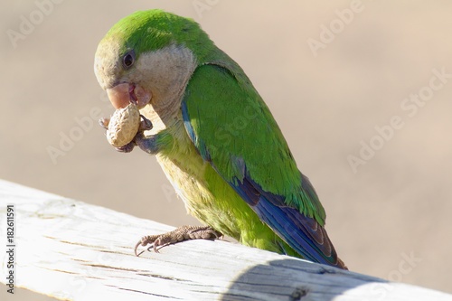 Green parrot in Fuerteventura, Canary Islands