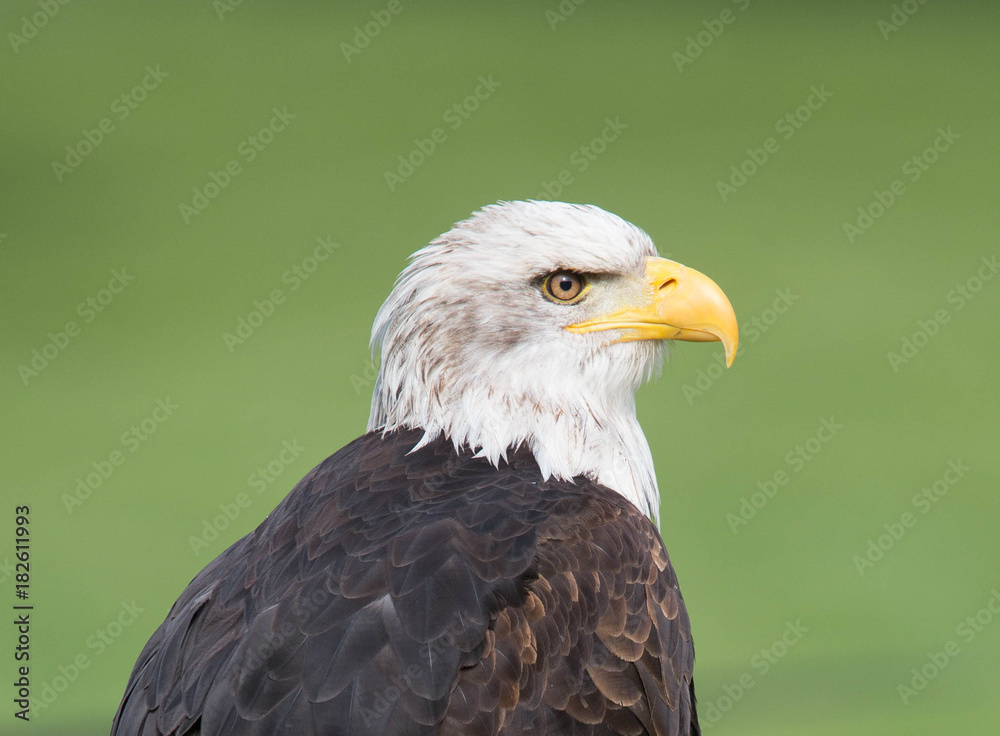 Obraz premium Seeadler