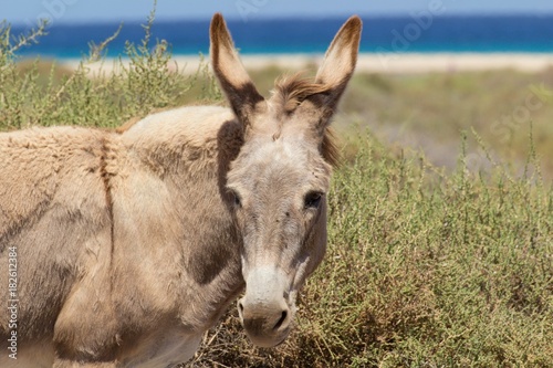 Donkeys near the beach in Morro Jable  Fuerteventura- Canary Islands