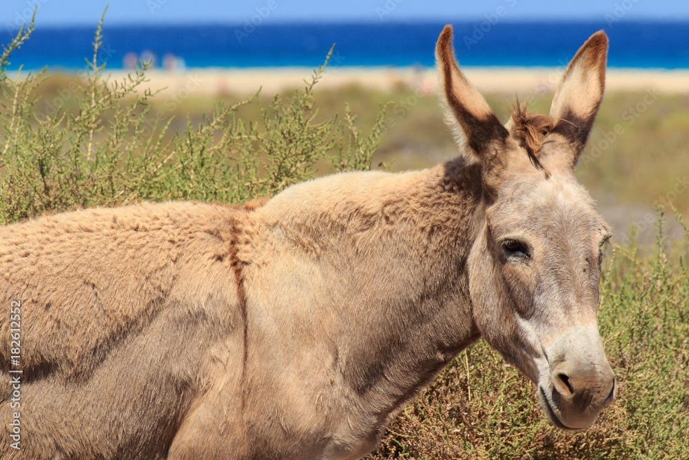 Fototapeta premium Donkeys near the beach in Morro Jable, Fuerteventura- Canary Islands