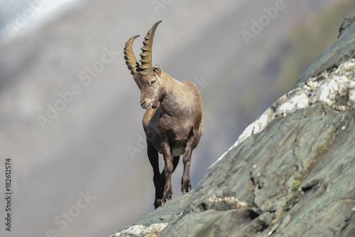 Obraz na płótnie junger Steinbock im Hochgebirge - Capra ibex w salonie