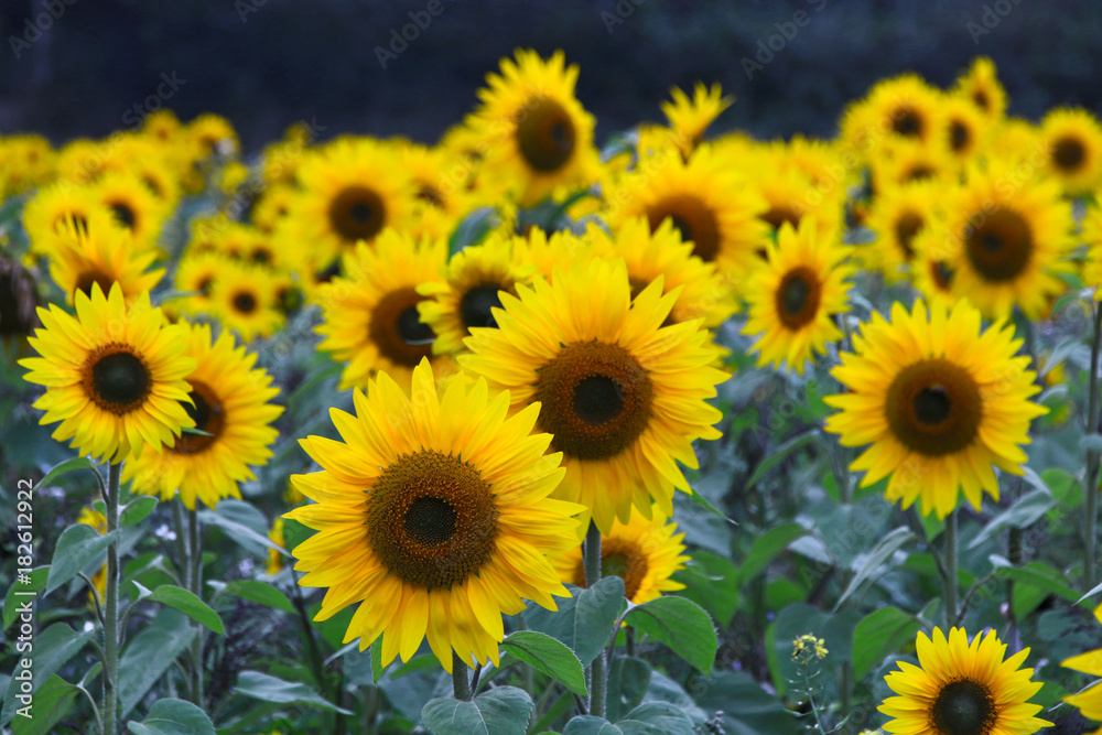 Sunflowers