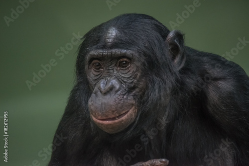 Portrait of funny and emotional Bonobo, close up