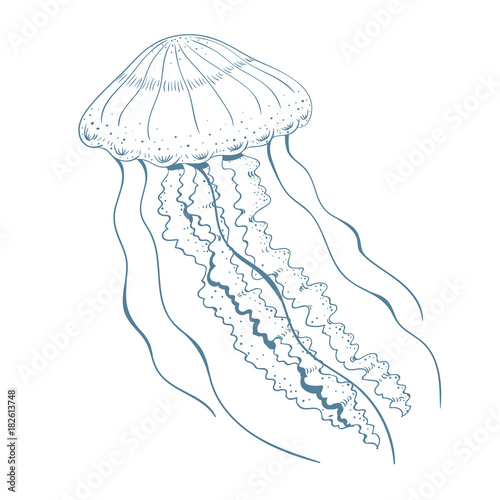 Hand drawn jellyfish. Vector illustration.
