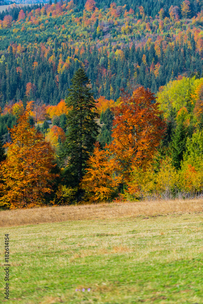 Fototapeta premium Autumn landscape