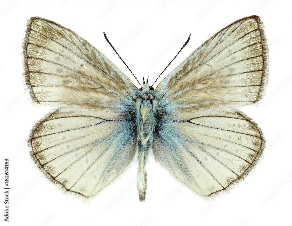 Fototapeta premium Male specimen of Polyommatus virgilius, a butterfly species only found in Italy