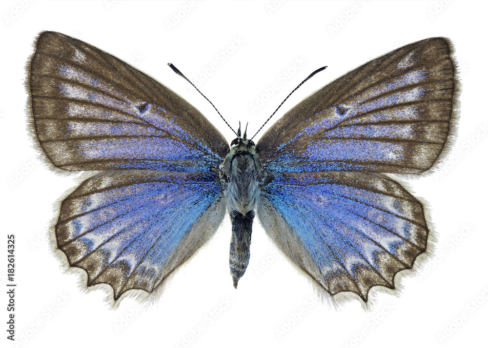 Naklejka premium Meleager’s blue (Polyommatus daphnis), female specimen