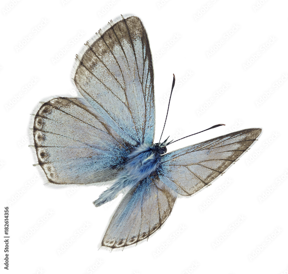 Naklejka premium Samiec Chalkhill blue (Polyommatus coridon) w locie