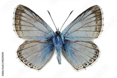 Chalkhill blue (Polyommatus coridon), male specimen