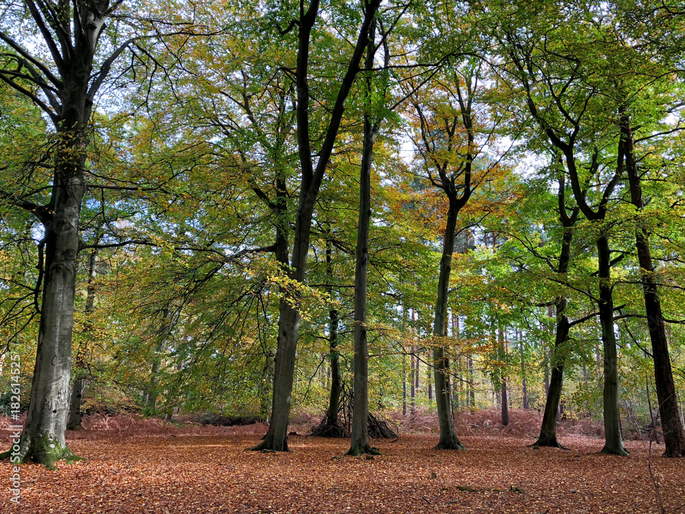 Autumn woodland scene