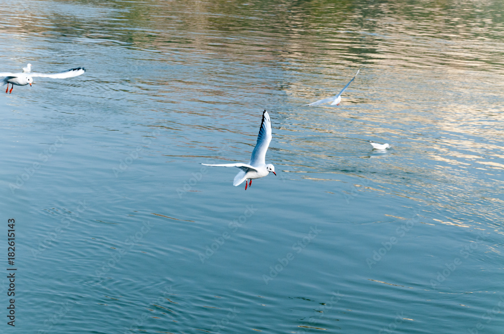 Flock of Seagulls flying over the water looking for food with motion blur and selective focus Flock of Seagulls flying over the water looking for food with motion blur and selective focus