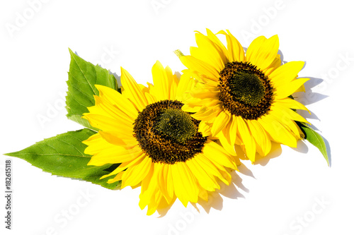 Fototapeta Naklejka Na Ścianę i Meble -  Sonnenblume Sonnenblumen isoliert freigestellt auf weißen Hintergrund, Freisteller

