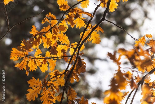 orange autumn tree leaves.Christmas Eve yule log