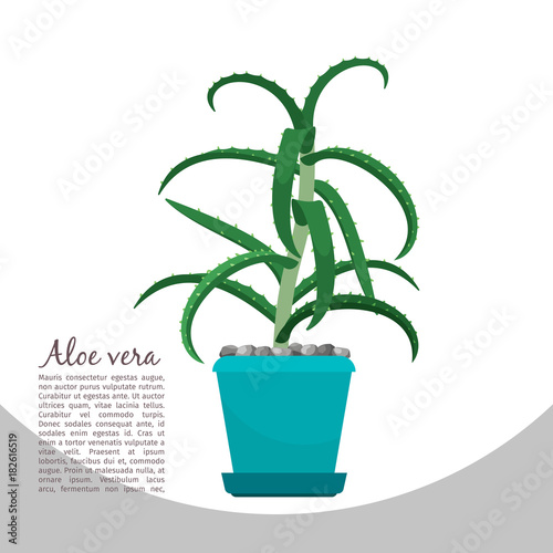 Aloe vera plant in pot banner