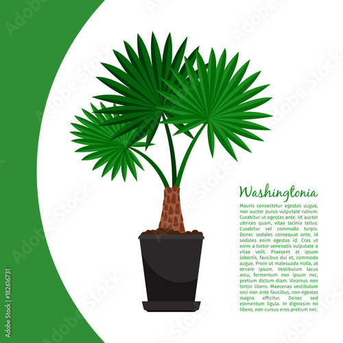 Washingtonia plant in pot banner