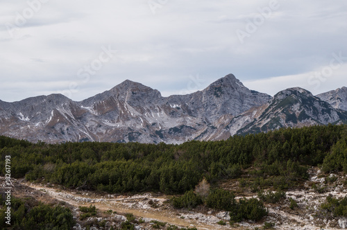 Alpine vegetation and the rugged ridges of the Julian Alps in the background