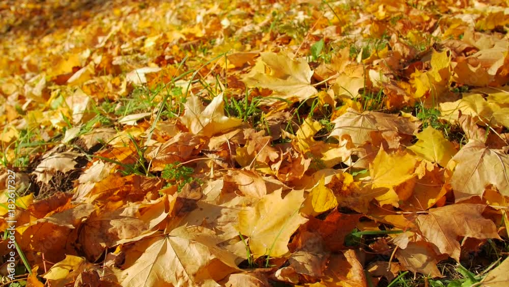 Autumn falling leaves closeup, sunlight Autumn falling leaves closeup, sunlight