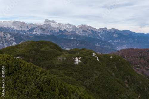 Fototapeta Naklejka Na Ścianę i Meble -  Pigmy pine forest and mount Triglav in the distance