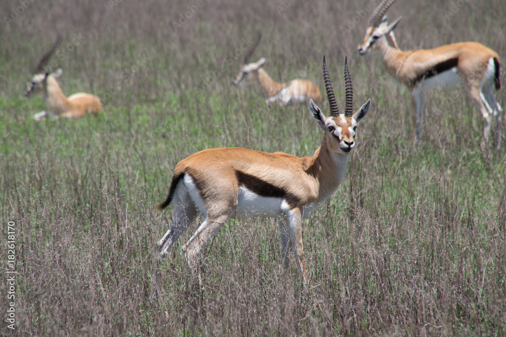 Fototapeta premium Thomson's Gazelle 2