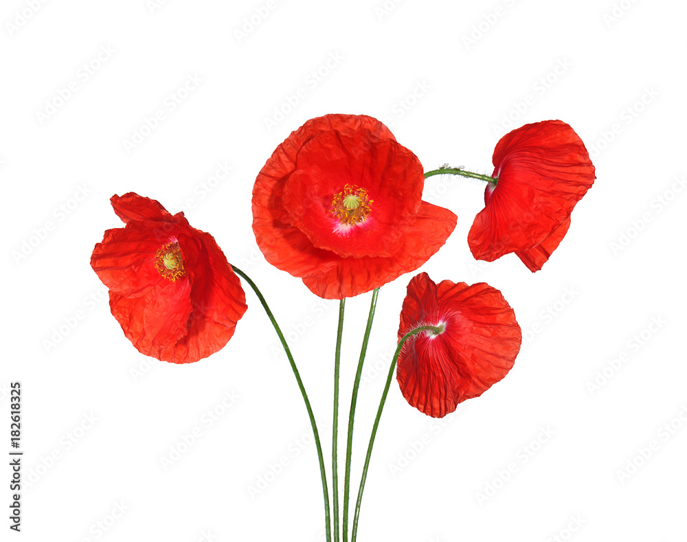 Naklejka premium Coquelicots