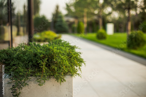 Juniper in the flowerbed near the road going into the distance.