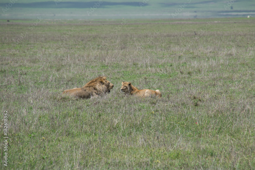 Lion Couple Lion Couple