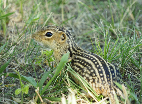 Thirteen-Lined Ground Squirrel in the Grass