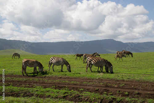 Zebra Herd - Ngorongoro