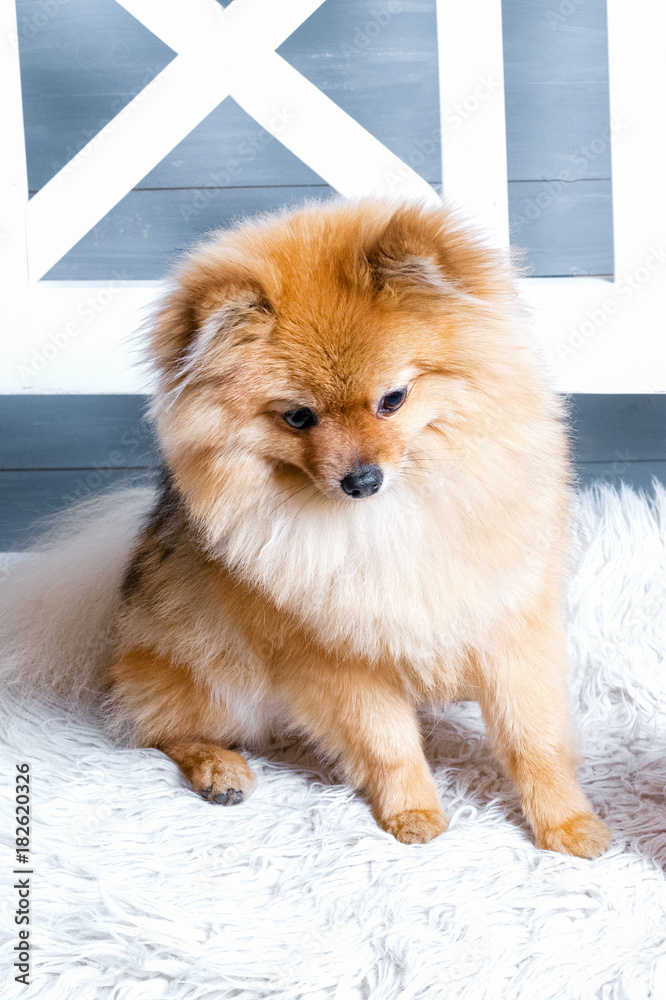 The vertical view of pomeranian spitz. Dog is laying on the white plaid. Studio light