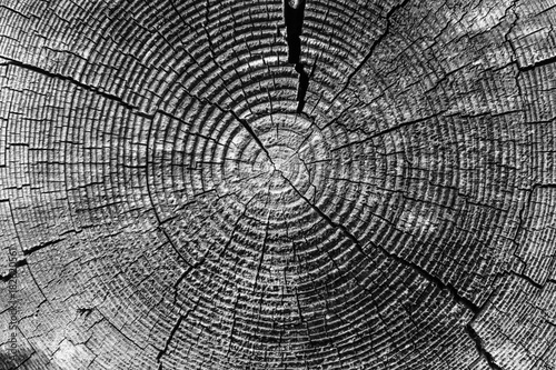 Old tree rings with cracks black and white close-up - macro