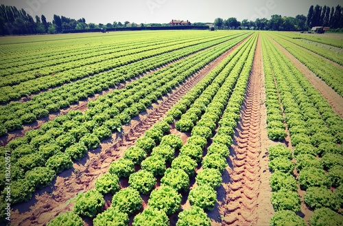cultivated field of green lettuce in the Padana plain with vinta