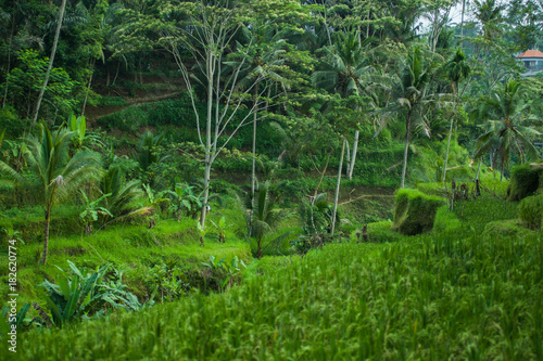 Rice Fields