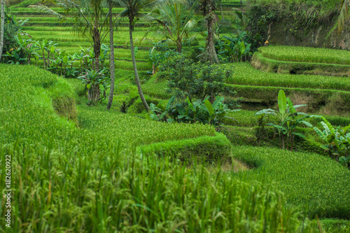 Rice Fields