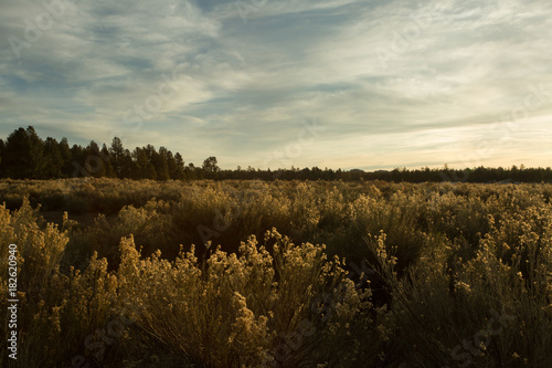 Laguna Hanson photo