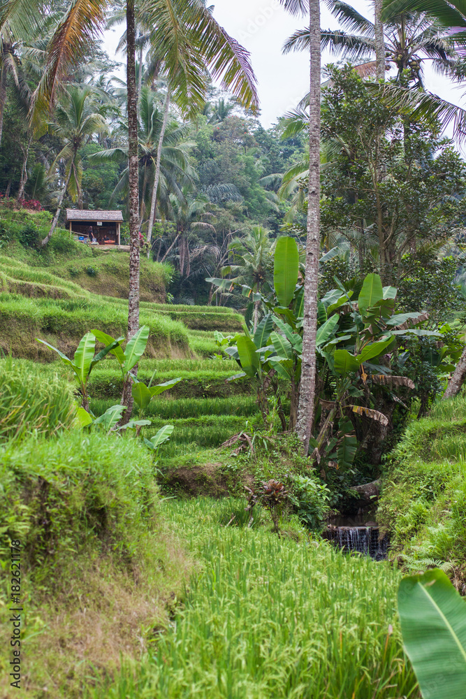 Fototapeta premium Rice Fields